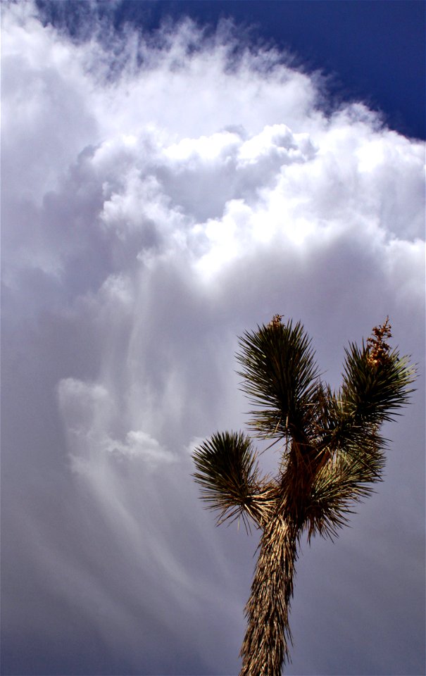 NPS/Brad Sutton