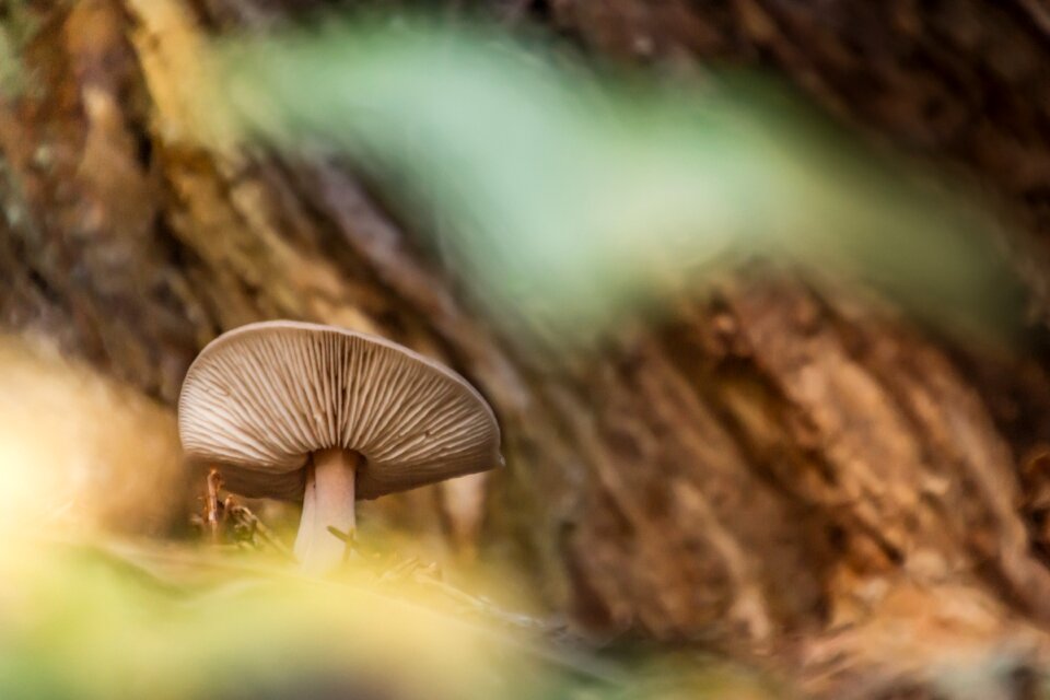 Mushrooms hat alimentari
