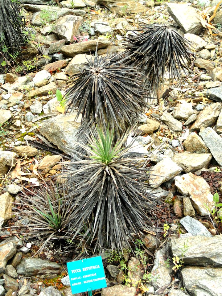 Yucca brevifolia specimen in the Jardin d'oiseaux tropicaux, La Londe-les-Maures, Var, France.