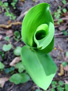 Maiglöckchen (Convallaria majalis) im Schwetzinger Hart