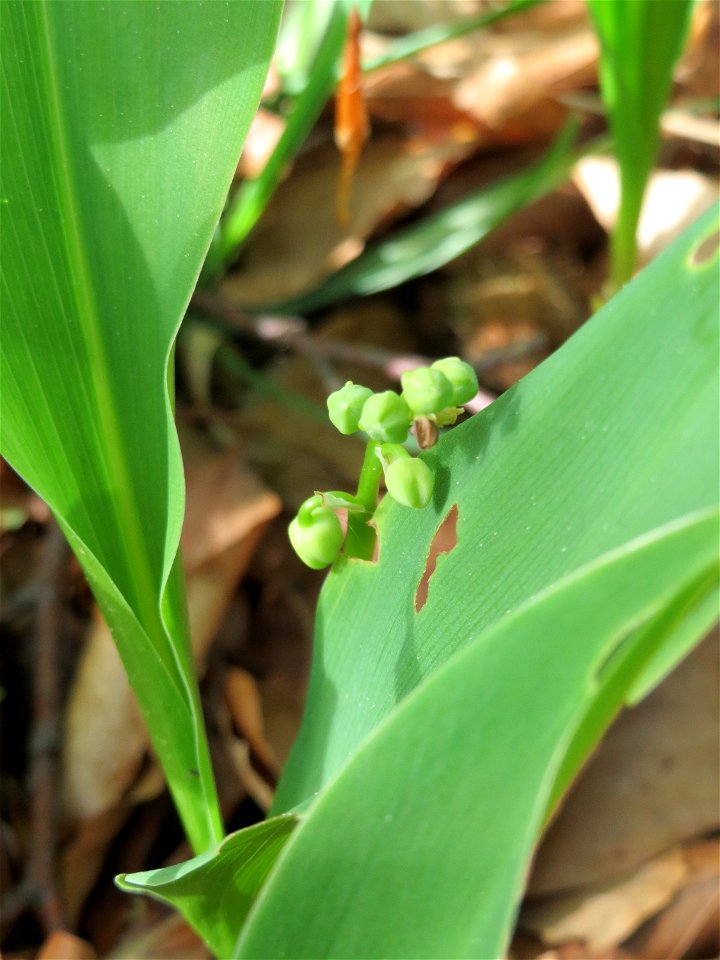 Maiglöckchen (Convallaria majalis) im Schwetzinger Hardt