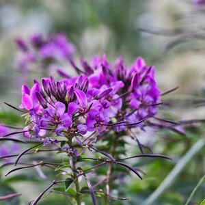 Purple nature macro