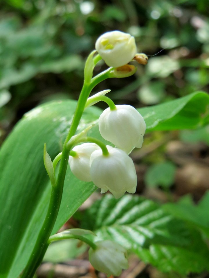 Maiglöckchen (Convallaria majalis) im Schwetzinger Hardt