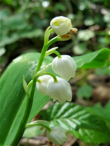Maiglöckchen (Convallaria majalis) im Schwetzinger Hardt