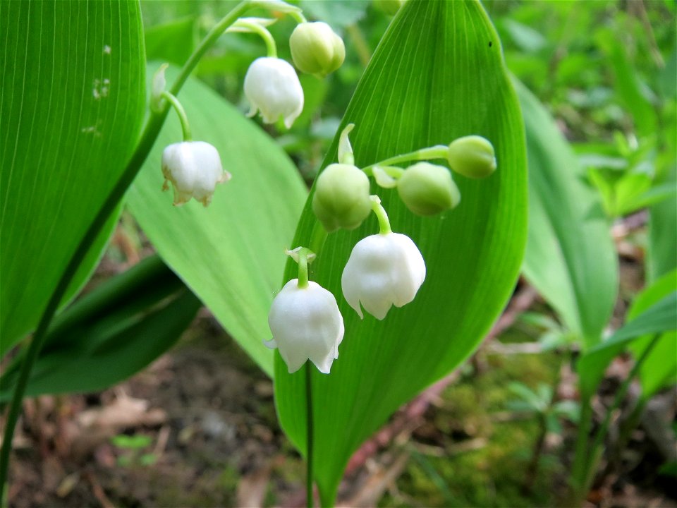 Maiglöckchen (Convallaria majalis) im Schwetzinger Hardt