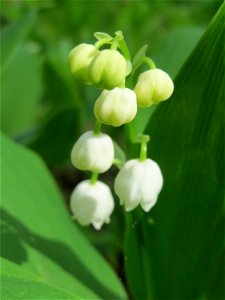 Maiglöckchen (Convallaria majalis) im Schwetzinger Hardt