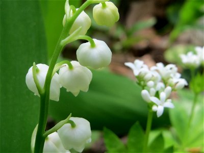 Maiglöckchen (Convallaria majalis) und Waldmeister (Galium odoratum) im Schwetzinger Hardt