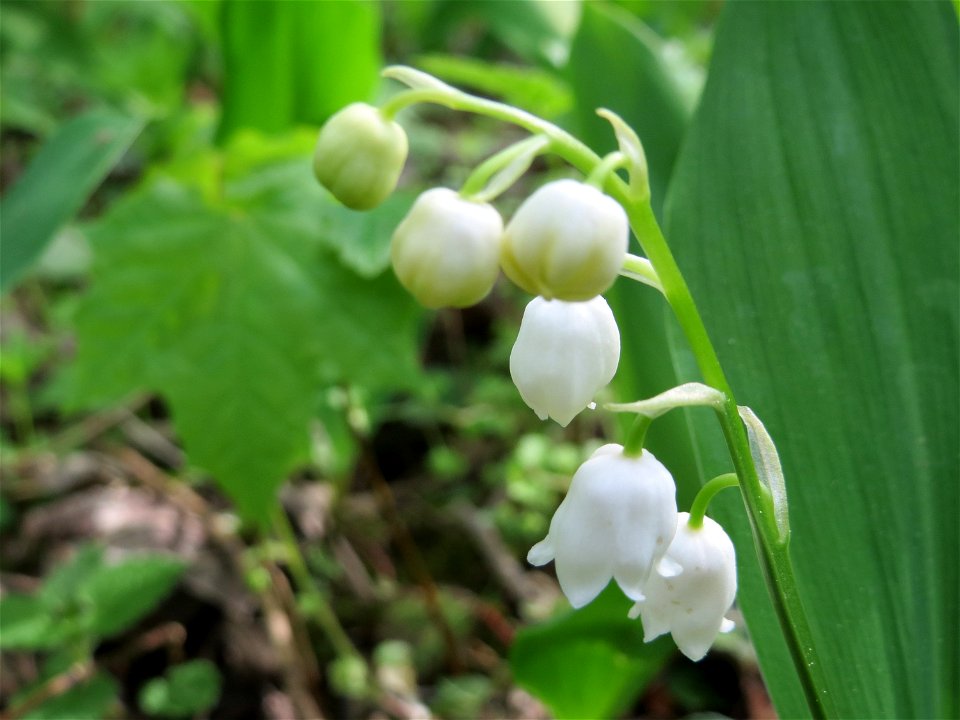 Maiglöckchen (Convallaria majalis) im Schwetzinger Hardt