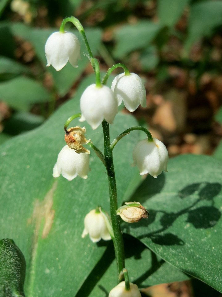 Maiglöckchen (Convallaria majalis) im Schwetzinger Hart