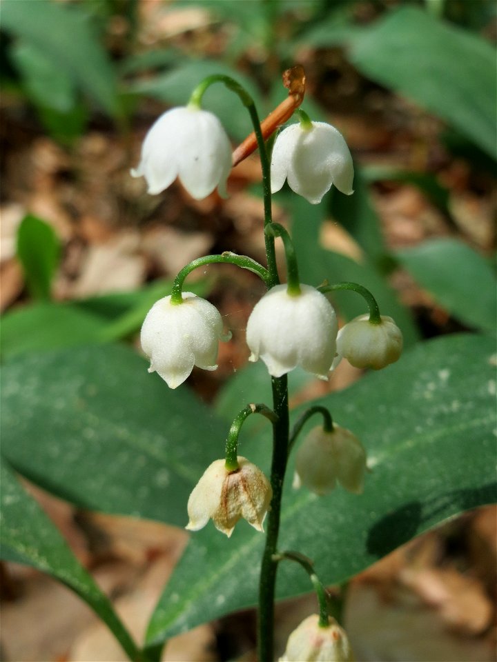 Maiglöckchen (Convallaria majalis) im Schwetzinger Hart