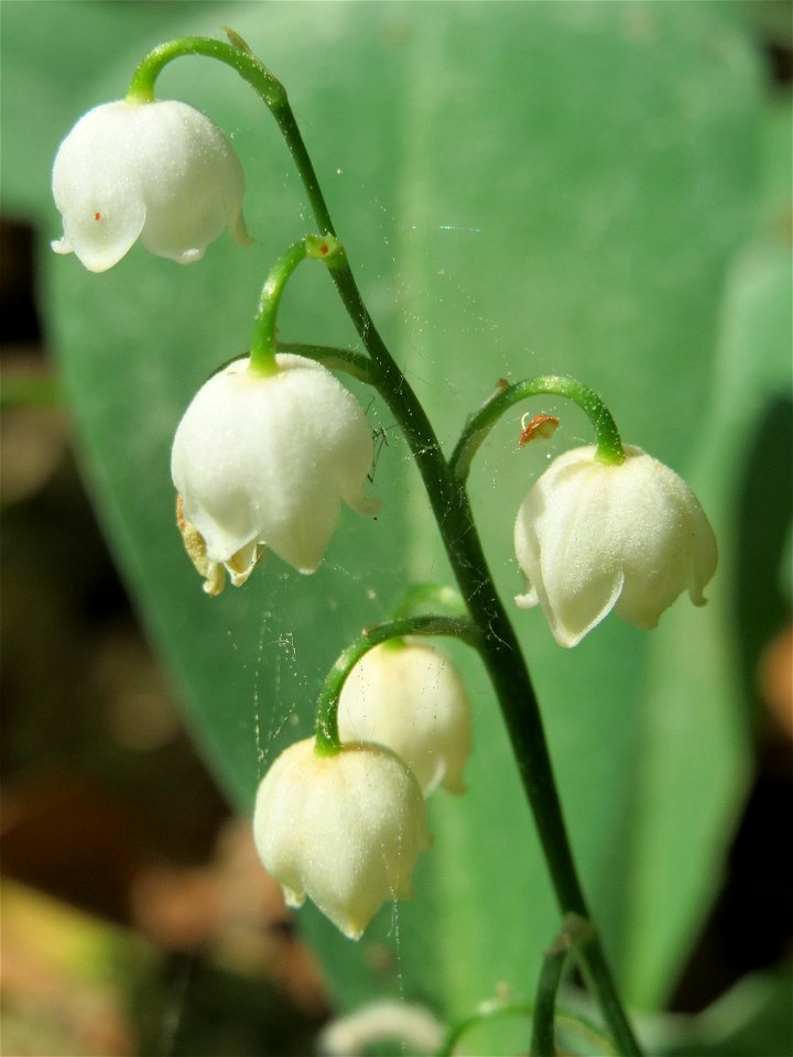 Maiglöckchen (Convallaria majalis) im Schwetzinger Hart