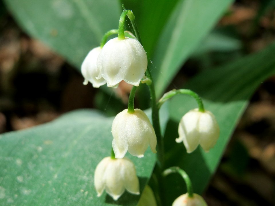 Maiglöckchen (Convallaria majalis) im Schwetzinger Hart