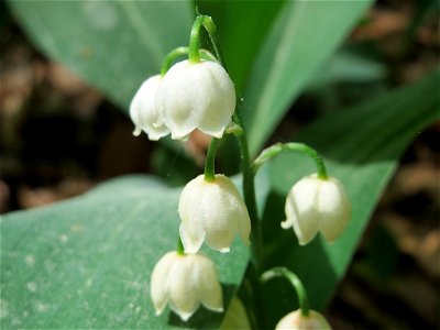 Maiglöckchen (Convallaria majalis) im Schwetzinger Hart