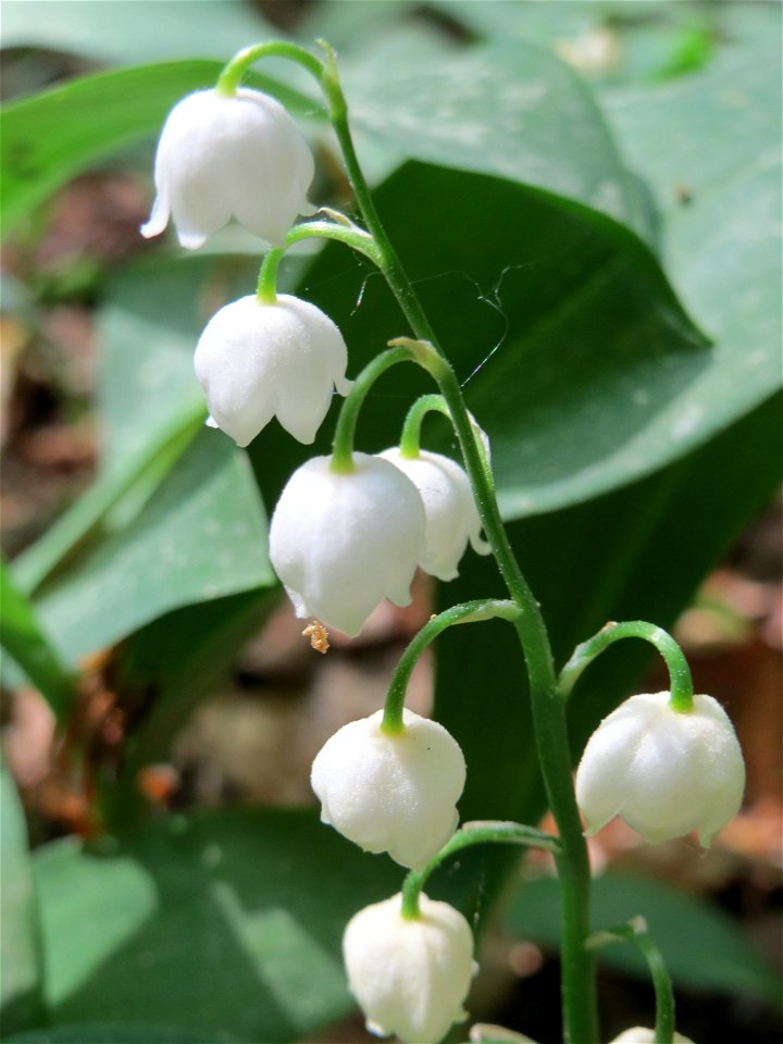 Maiglöckchen (Convallaria majalis) im Schwetzinger Hart