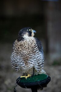 Nature plumage predator