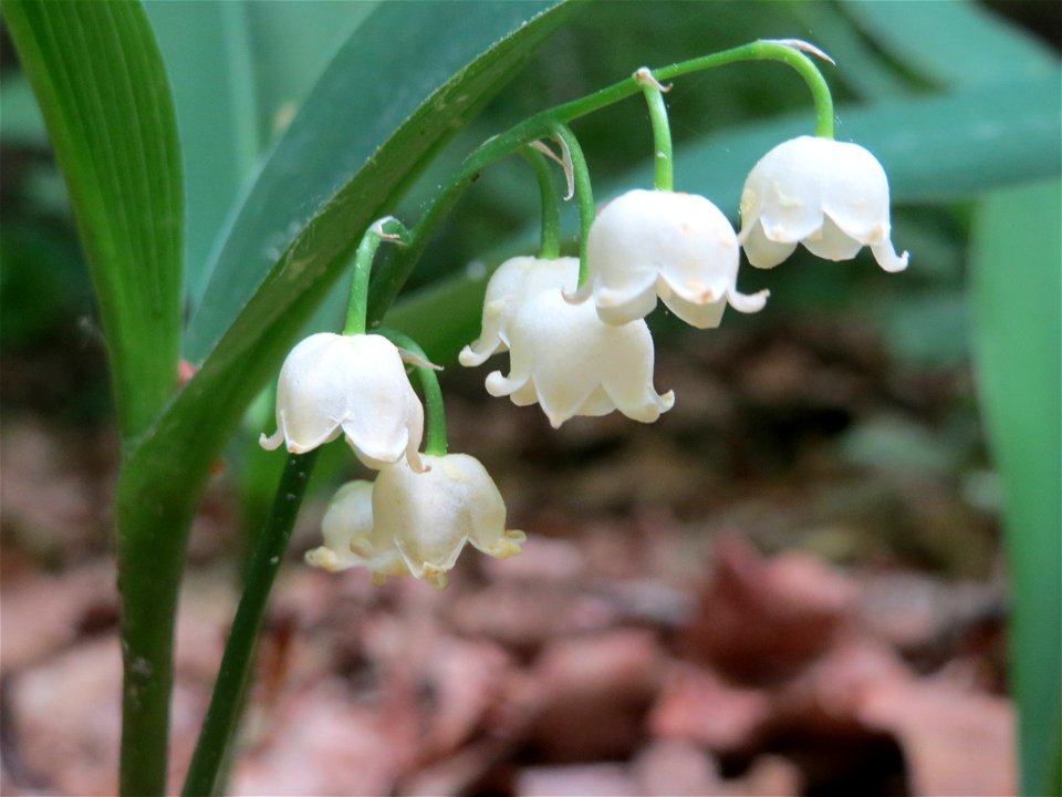 Maiglöckchen (Convallaria majalis) im Schwetzinger Hart