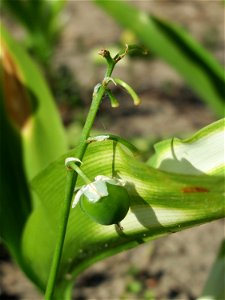 Verblühtes Maiglöckchen (Convallaria majalis) auf dem Saupferchbuckel im Schwetzinger Hardt