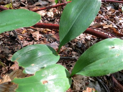Maiglöckchen (Convallaria majalis) im Schwetzinger Hardt