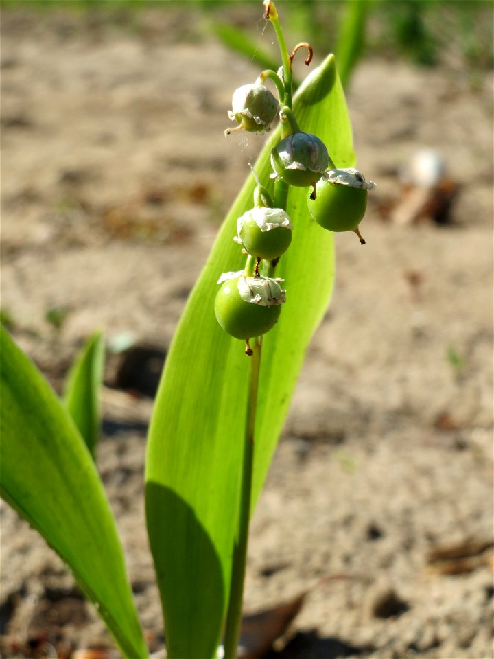Verblühtes Maiglöckchen (Convallaria majalis) auf dem Saupferchbuckel im Schwetzinger Hardt