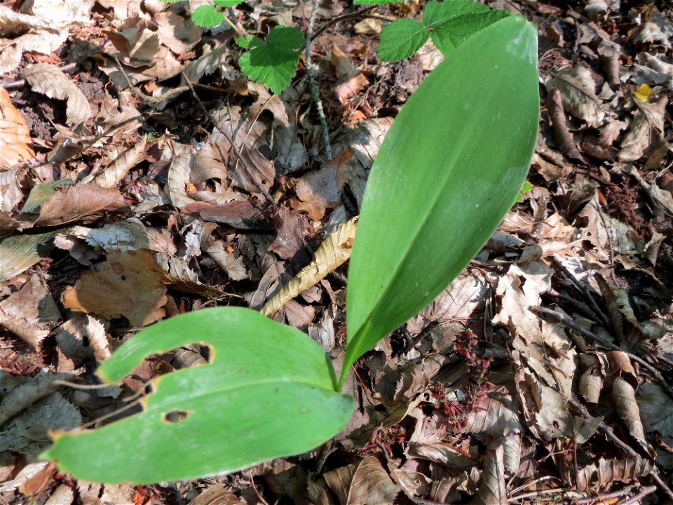 Maiglöckchen (Convallaria majalis) im Schwetzinger Hardt