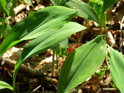 Maiglöckchen (Convallaria majalis) im Schwetzinger Hart