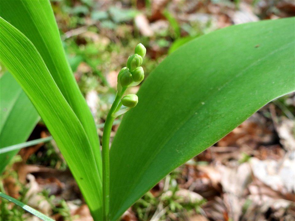 Passend zum 1. Mai: Maiglöckchen (Convallaria majalis) im Unteren Saubusch (Bannwaldbereich) im Schwetzinger Hardt