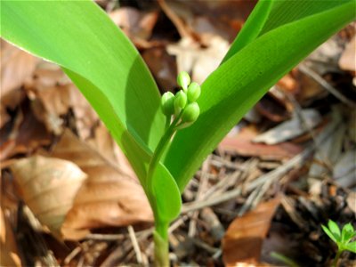 Passend zum 1. Mai: Maiglöckchen (Convallaria majalis) im Unteren Saubusch (Bannwaldbereich) im Schwetzinger Hardt