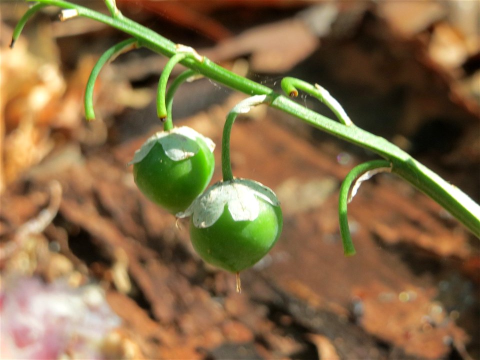 Maiglöckchen (Convallaria majalis) im Schwetzinger Hart