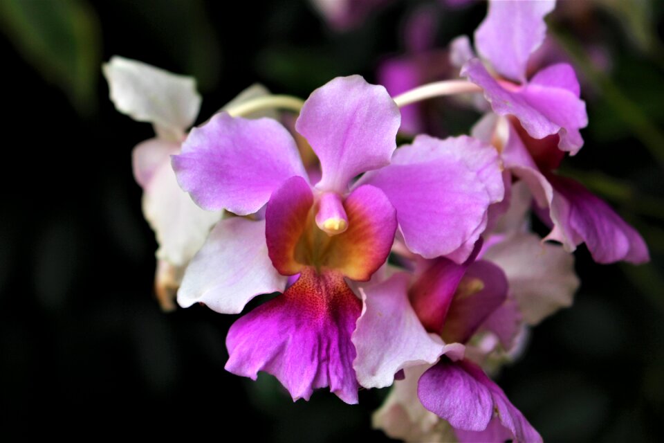 Orchids flower travel
