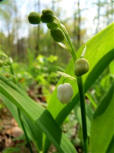 Passend zum 1. Mai: Maiglöckchen (Convallaria majalis) im Unteren Saubusch (Schonwaldbereich) im Schwetzinger Hardt