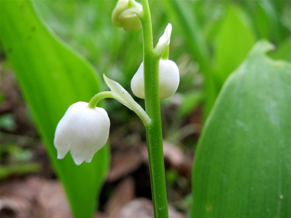 Passend zum 1. Mai: Maiglöckchen (Convallaria majalis) im Unteren Saubusch (Schonwaldbereich) im Schwetzinger Hardt