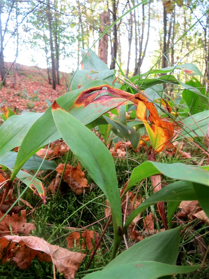 Maiglöckchen (Convallaria majalis) im Schwetzinger Hardt