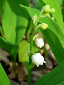 Passend zum 1. Mai: Maiglöckchen (Convallaria majalis) im Unteren Saubusch (Schonwaldbereich) im Schwetzinger Hardt