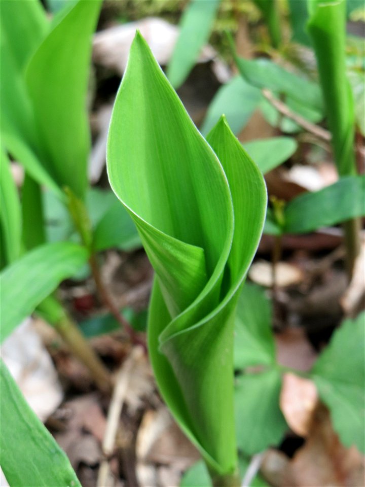 Maiglöckchen (Convallaria majalis) in der Schwetzinger Hardt