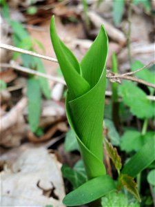 Maiglöckchen (Convallaria majalis) in der Schwetzinger Hardt