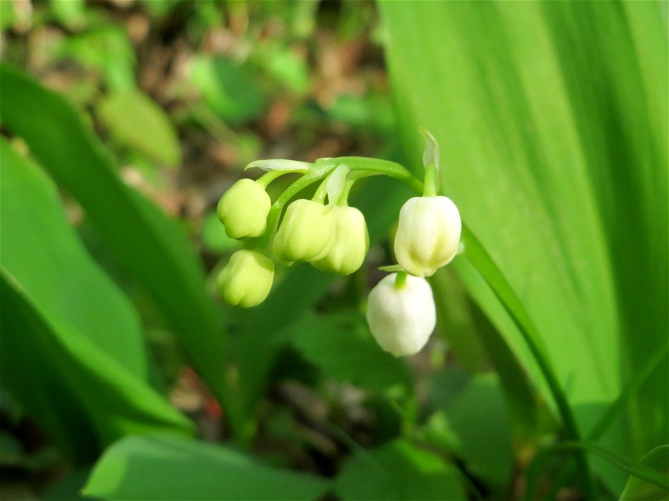 Maiglöckchen (Convallaria majalis) in der Schwetzinger Hardt