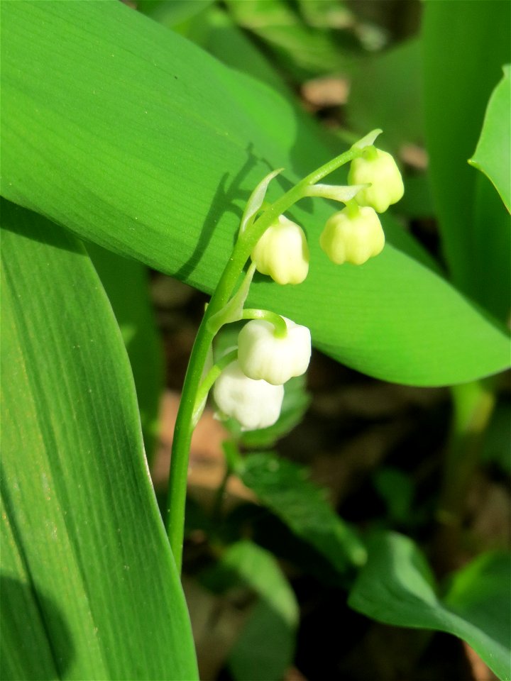 Maiglöckchen (Convallaria majalis) im Saubusch in der Schwetzinger Hardt