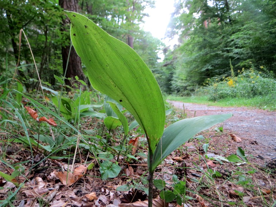 Maiglöckchen (Convallaria majalis) in der Schwetzinger Hardt - der "Klassiker" unter den Spargelgewächsen im Wald, vegetativ bis in den Herbst hinein noch sichtbar