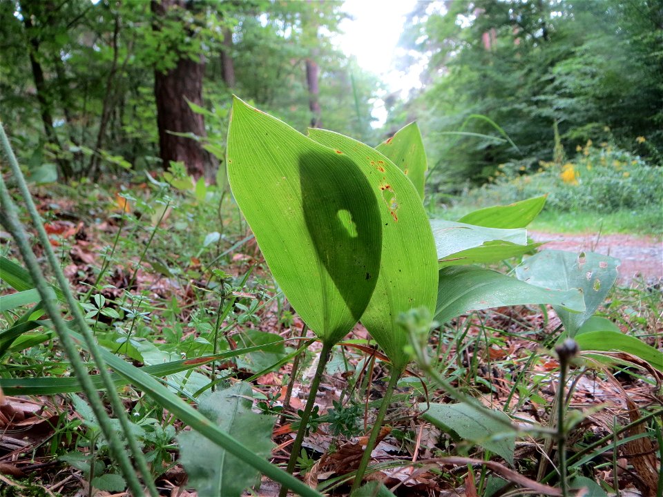 Maiglöckchen (Convallaria majalis) in der Schwetzinger Hardt - der "Klassiker" unter den Spargelgewächsen im Wald, vegetativ bis in den Herbst hinein noch sichtbar