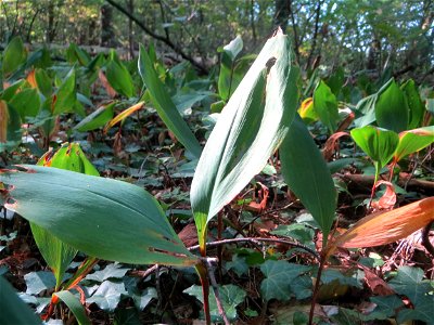 Maiglöckchen (Convallaria majalis) in der Schwetzinger Hardt - der "Klassiker" unter den Spargelgewächsen im Wald, vegetativ bis in den Herbst hinein noch sichtbar, jetzt z.T. mit reifen Früchten