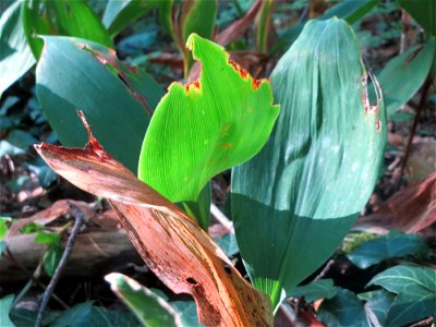 Maiglöckchen (Convallaria majalis) in der Schwetzinger Hardt - der "Klassiker" unter den Spargelgewächsen im Wald, vegetativ bis in den Herbst hinein noch sichtbar, jetzt z.T. noch mit reifen Früchten
