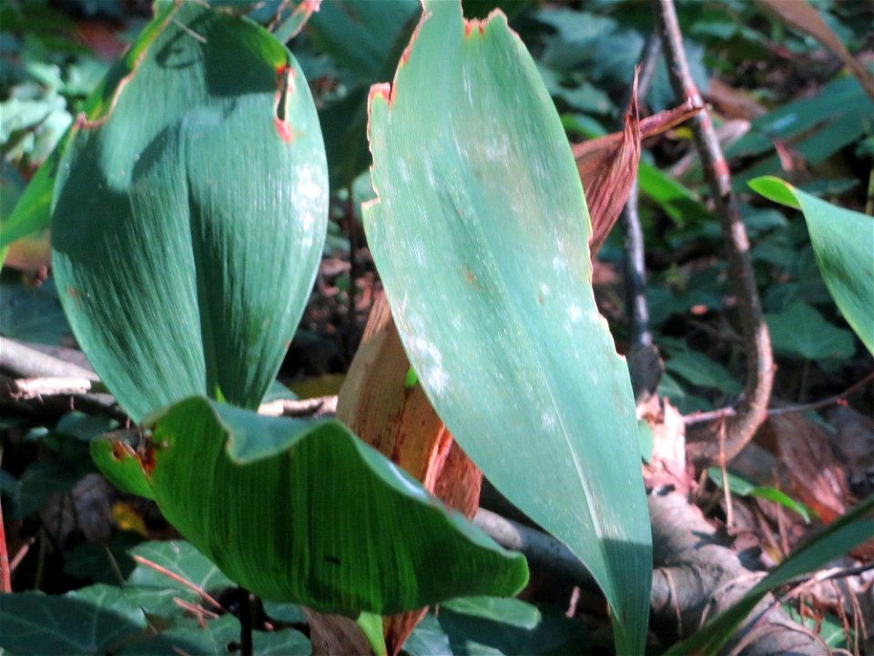 Maiglöckchen (Convallaria majalis) in der Schwetzinger Hardt - der "Klassiker" unter den Spargelgewächsen im Wald, vegetativ bis in den Herbst hinein noch sichtbar, jetzt z.T. noch mit reifen Früchten