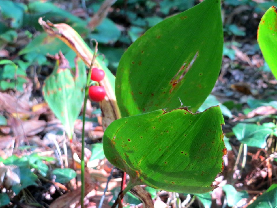 Maiglöckchen (Convallaria majalis) in der Schwetzinger Hardt - der "Klassiker" unter den Spargelgewächsen im Wald, vegetativ bis in den Herbst hinein noch sichtbar, jetzt z.T. noch mit reifen Früchten