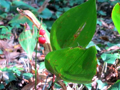Maiglöckchen (Convallaria majalis) in der Schwetzinger Hardt - der "Klassiker" unter den Spargelgewächsen im Wald, vegetativ bis in den Herbst hinein noch sichtbar, jetzt z.T. noch mit reifen Früchten