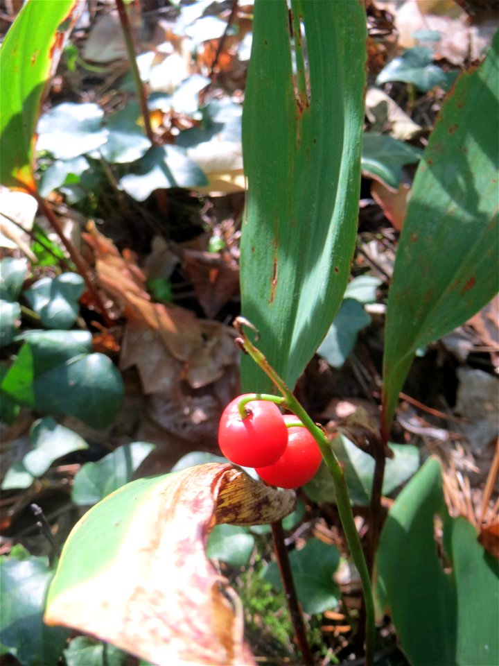 Maiglöckchen (Convallaria majalis) in der Schwetzinger Hardt - der "Klassiker" unter den Spargelgewächsen im Wald, vegetativ bis in den Herbst hinein noch sichtbar, jetzt z.T. noch mit reifen Früchten