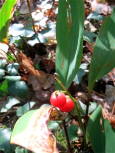 Maiglöckchen (Convallaria majalis) in der Schwetzinger Hardt - der "Klassiker" unter den Spargelgewächsen im Wald, vegetativ bis in den Herbst hinein noch sichtbar, jetzt z.T. noch mit reifen Früchten