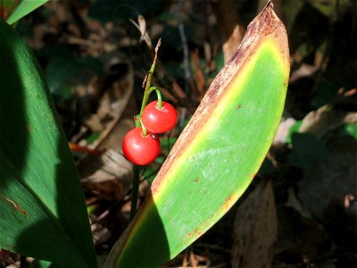 Maiglöckchen (Convallaria majalis) in der Schwetzinger Hardt - der "Klassiker" unter den Spargelgewächsen im Wald, vegetativ bis in den Herbst hinein noch sichtbar, jetzt z.T. noch mit reifen Früchten