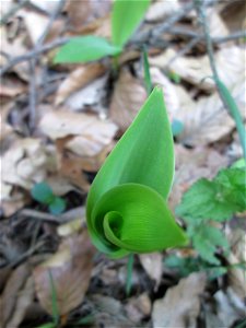 Erste Maiglöckchen (Convallaria majalis) in der Schwetzinger Hardt
