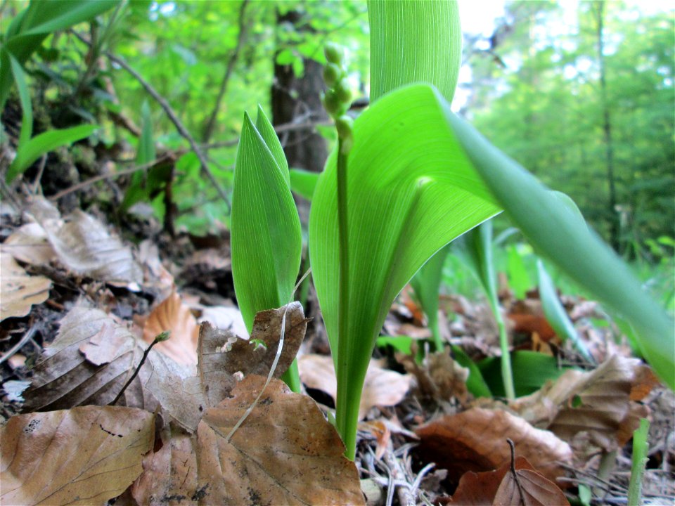 Erste Maiglöckchen (Convallaria majalis) in der Schwetzinger Hardt