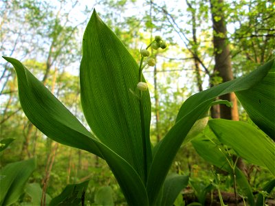 Maiglöckchen (Convallaria majalis) im Unteren Saubusch in der Schwetzinger Hardt